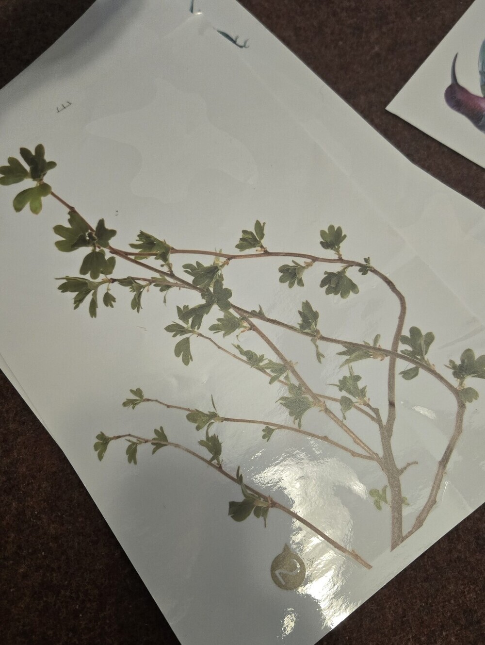 Bird & Branch Vinyl Window Clings Reusable No Adhesive - Picture 9 of 11